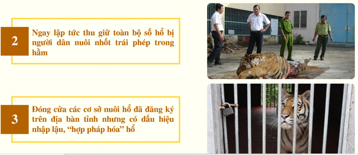 Cần các giải pháp đồng bộ để bảo tồn hổ (Ảnh: ENV)