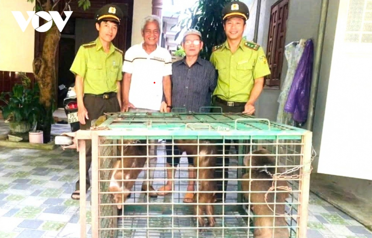 Ba cá thể khỉ mặt đỏ do ngưới dân giao nộp tại Thành phố Huế (Ảnh: VOV.VN)