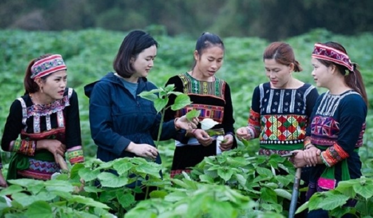 Bình đẳng giới cho phụ nữ đạt được nhiều thành tựu nhưng cũng còn lắm gian nan. Ảnh LĐXH