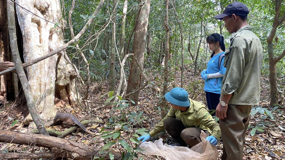 Chăm sóc động vật hoang dã, thả thú quý về rừng... tại Vườn quốc gia (Ảnh: VOVgiaothong)