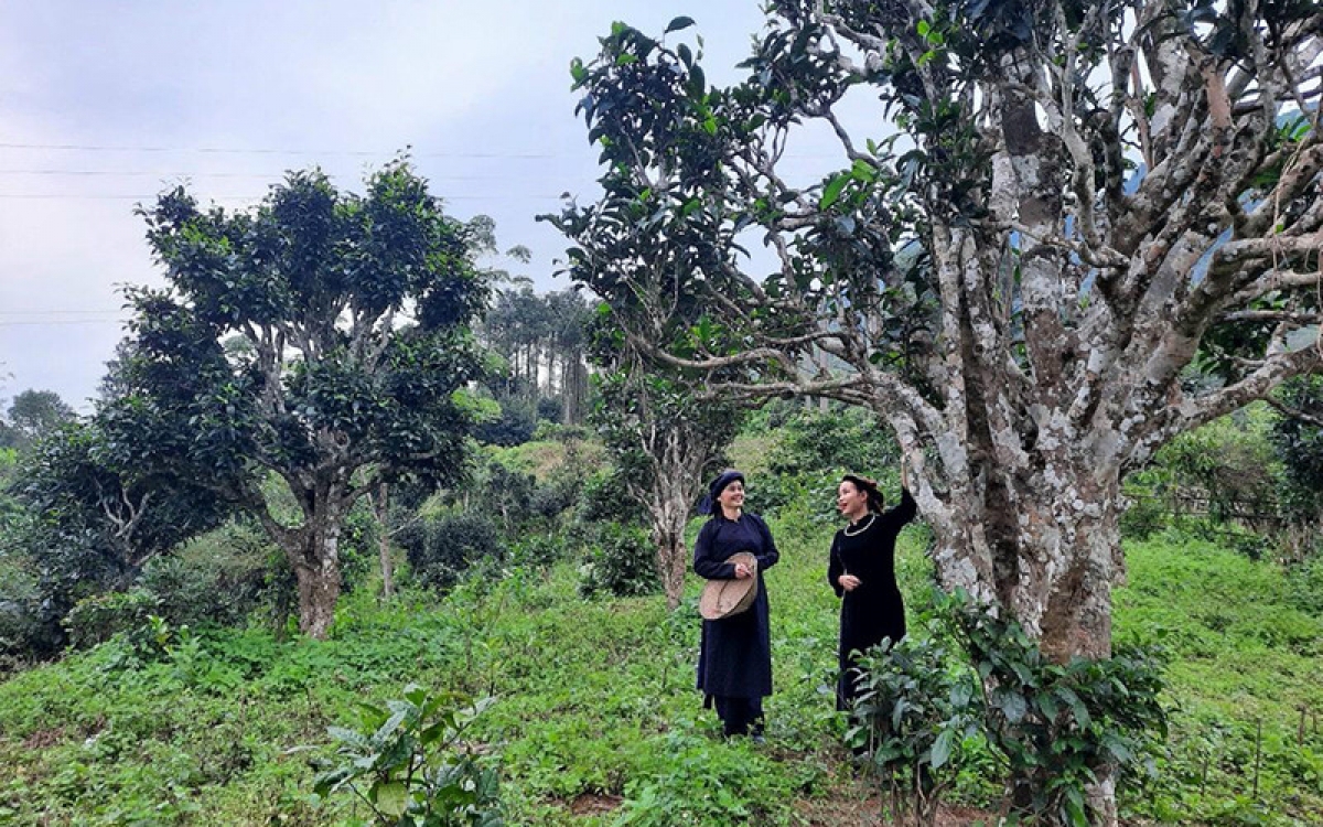 Khí hậu và thổ nhưỡng phù hợp giúp những gốc chè cổ thụ ở Đồng Phúc phát triển tốt (Ảnh Internet)