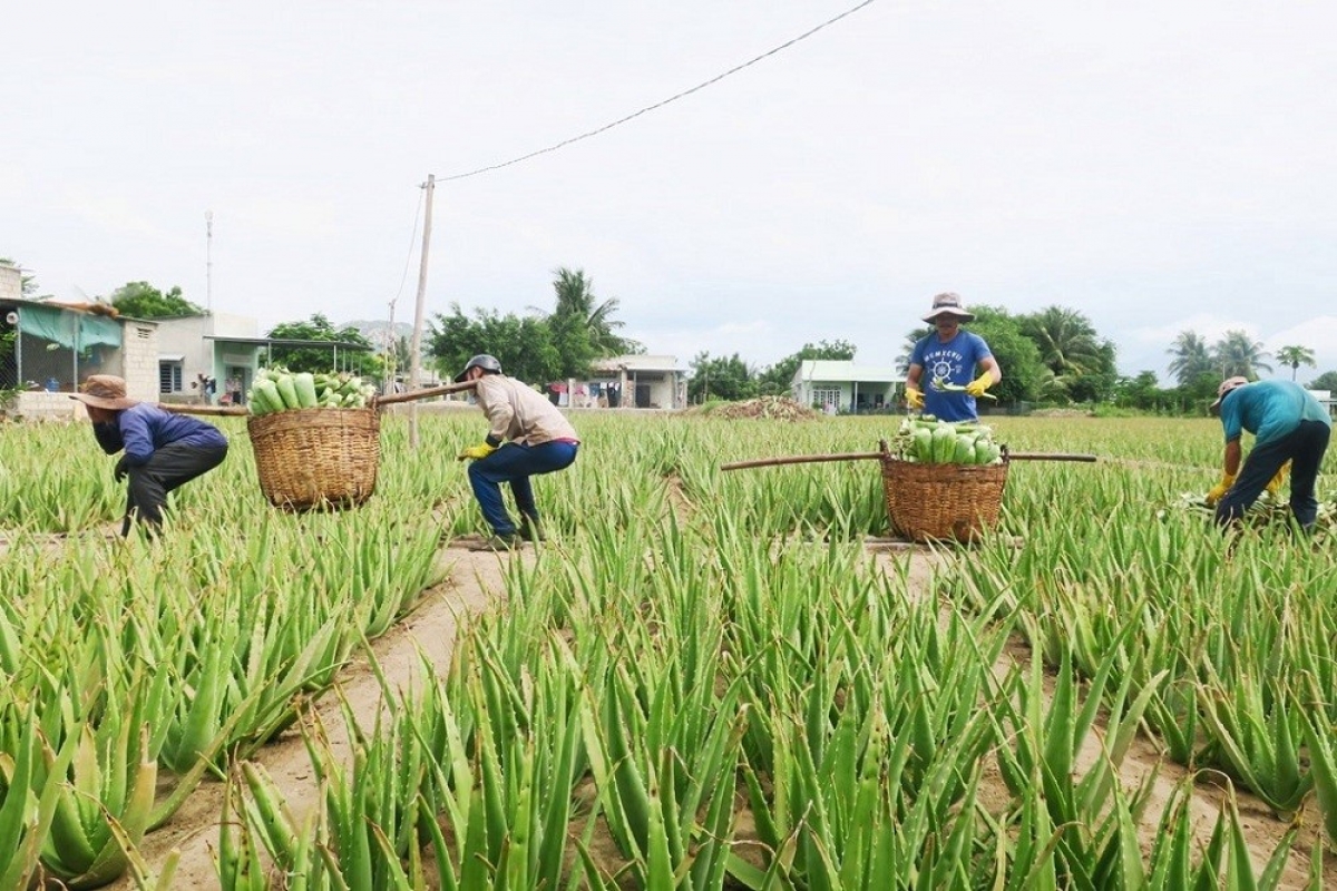 Sản phẩm nha đam của GC Food đạt Thương hiệu quốc gia là câu chuyện về hành trình phát huy thế mạnh từ cây trồng chủ lực của địa phương. Ảnh: VOV.VN