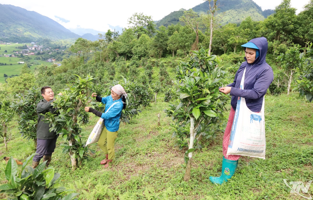 Người dân Đồng Phúc thu hái chè Shan tuyết. (Ảnh Internet)