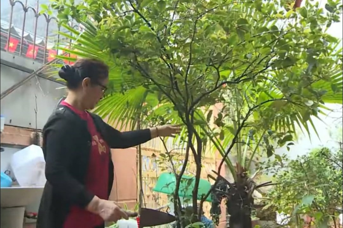 Mỗi ngày, bà Đỗ Thị Thanh chăm sóc, tỉa cành, tưới cây khiến tâm hồn thêm thư thái