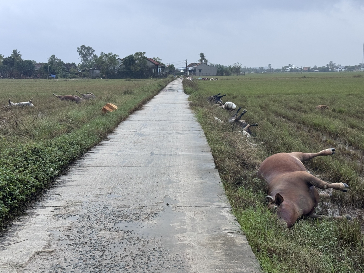 Xác trâu, bò la liệt trêng cánh đồng xóm Bầu Ngang, thôn Phú Phong, xã Hoà Thịnh, tỉnh Đắk Lắk (Ảnh: VOV Tây Nguyên)
