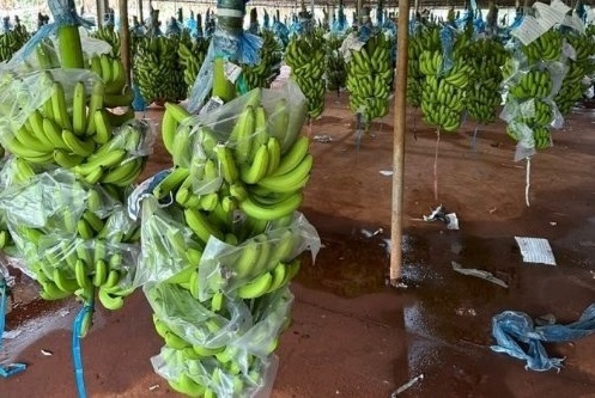 Vườn chuối của hợp tác xã Thanh Bình, tỉnh Đồng Nai.