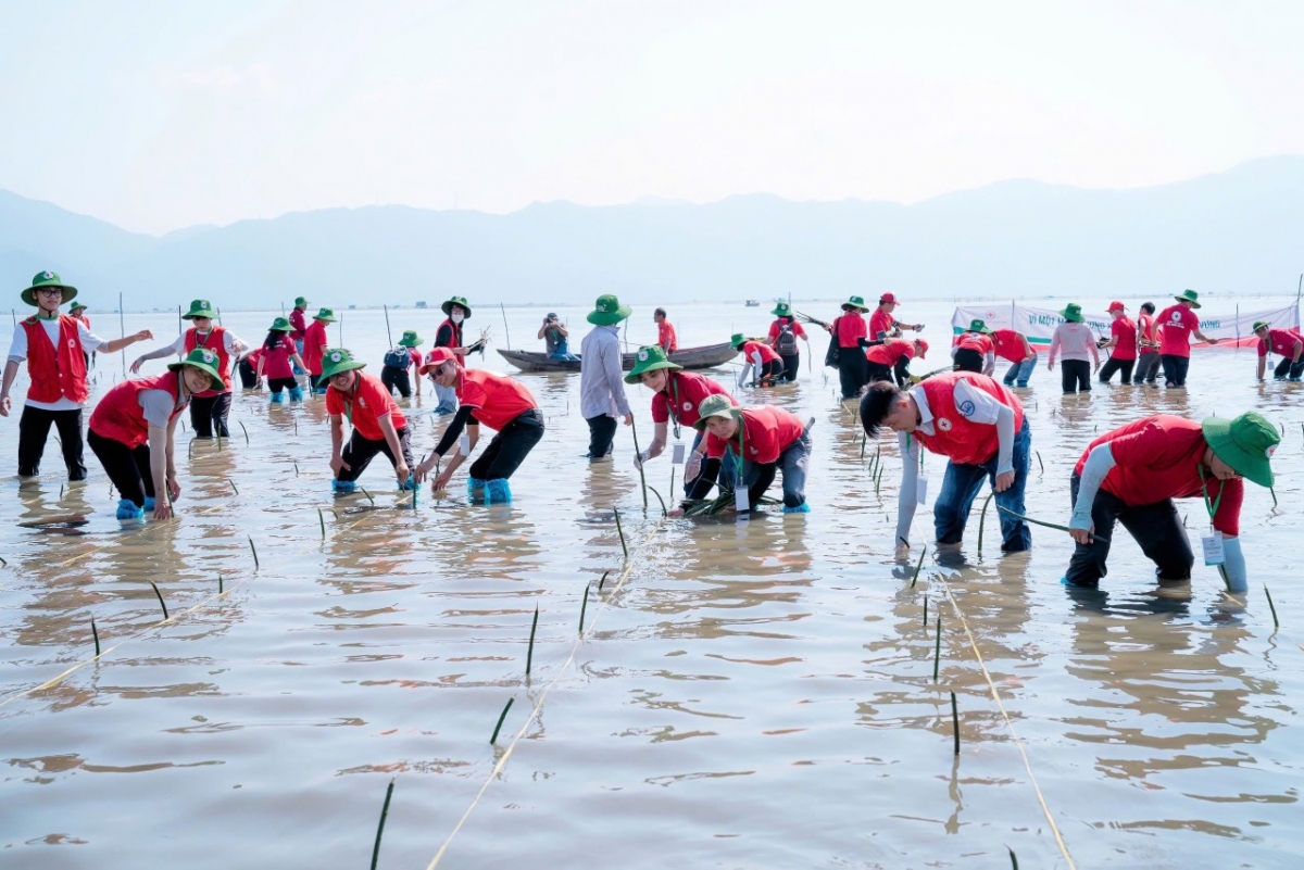 Hội Chữ thập đỏ Việt Nam là một trong những tổ chức triển khai các dự án trồng rừng ngập mặn từ sớm, tại nhiều địa phương trong cả nước. Ảnh:redcross.org.vn