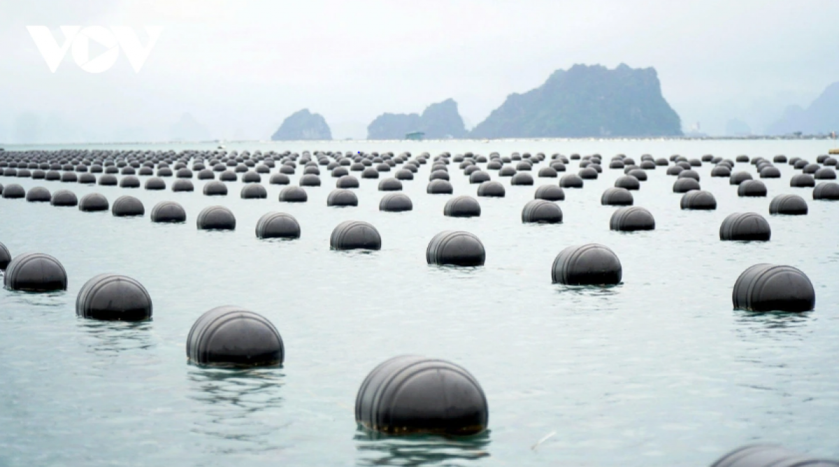 Ban Thường vụ Tỉnh ủy Quảng Ninh đã ban hành Chỉ thị 13, yêu cầu loại bỏ hoàn toàn phao xốp, thay thế bằng các vật liệu nổi thân thiện với môi trường, đặc biệt là phao nhựa HDPE (Ảnh: VOV)