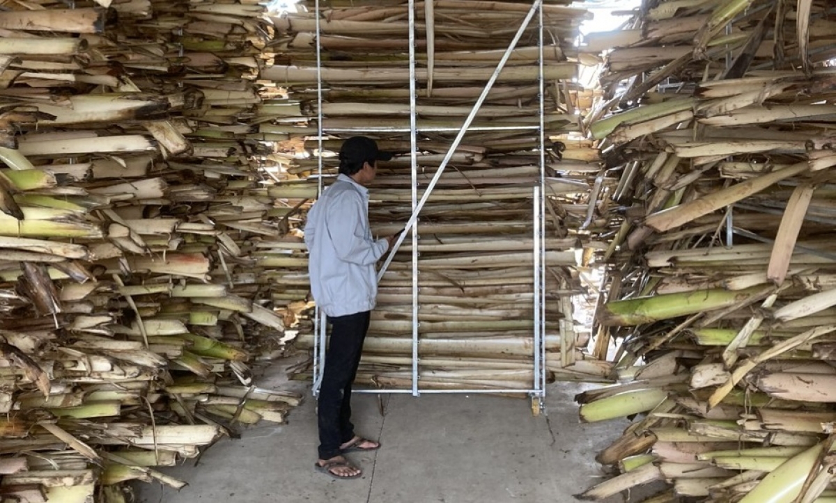 Hợp tác xã Thanh Bình tận dụng các bộ phận của cây chuối để tiếp tục sản xuất
