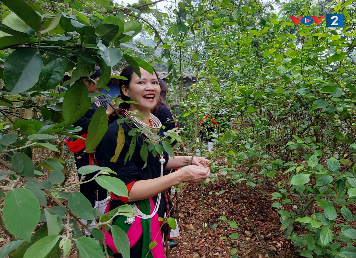 Cây thuốc trong vườn dược liệu của đồng bào Dao ở xã Ba Vì, Hà Nội