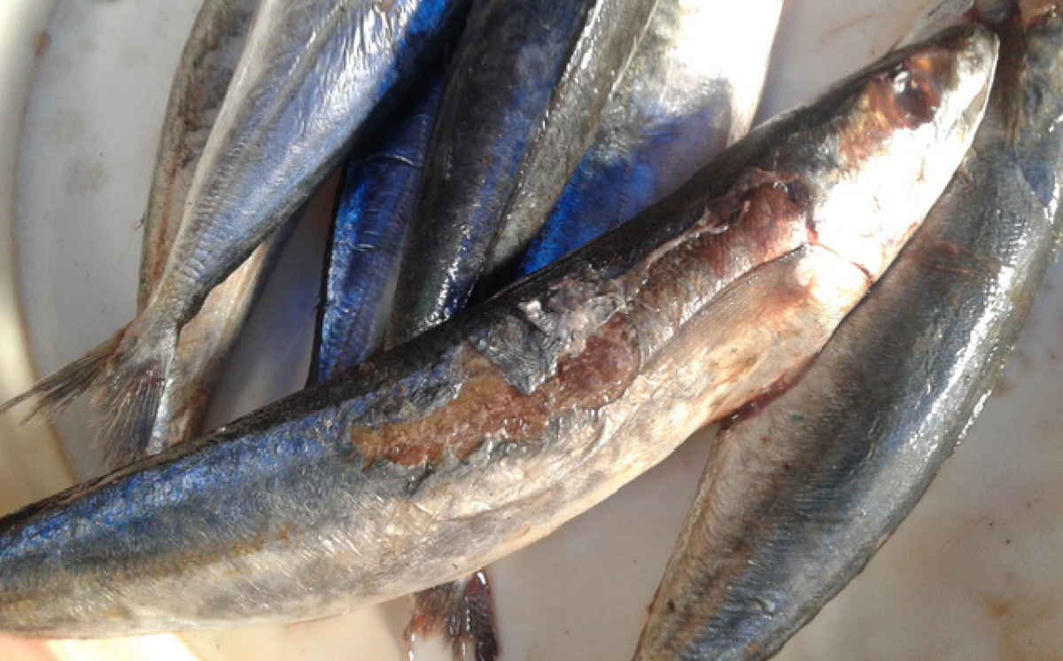 Cá ngâm formol thường để trong thời gian lâu sẽ có đặc điểm mắt mờ đục, không trong. Thịt rắn chắc, không có độ mềm dai tự nhiên. Ảnh: Internet