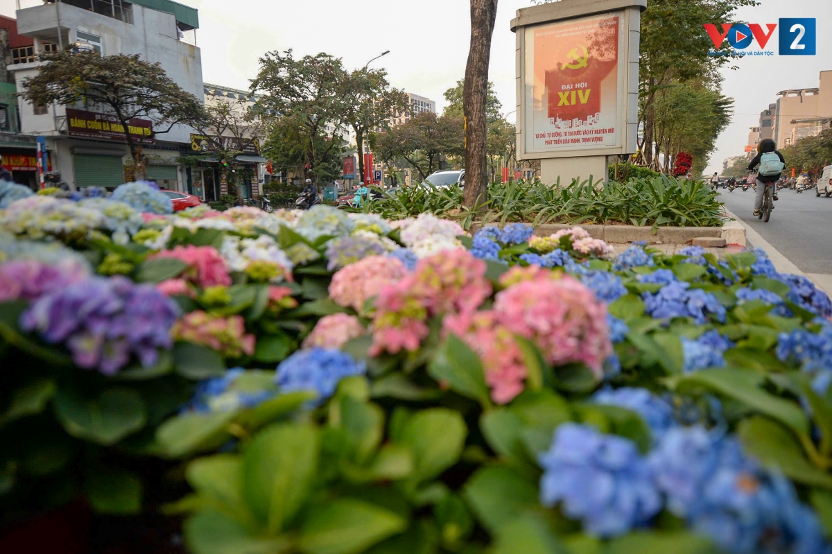 Điểm nhấn đặc biệt trên tuyến đường Văn Cao là những thảm hoa tươi, đặc biệt là hoa Cẩm tú cầu đang độ khoe sắc. Sắc xanh, hồng của hoa hòa quyện với màu đỏ của cờ tạo nên diện mạo đô thị vừa hiện đại, vừa mềm mại, tươi mới.