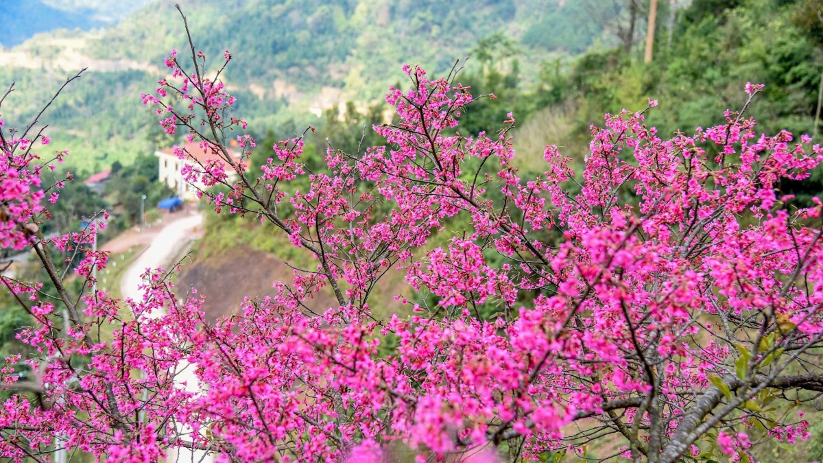 Sắc đào rực rỡ trên mọi nẻo đường xứ Lạng. Ảnh: BTC