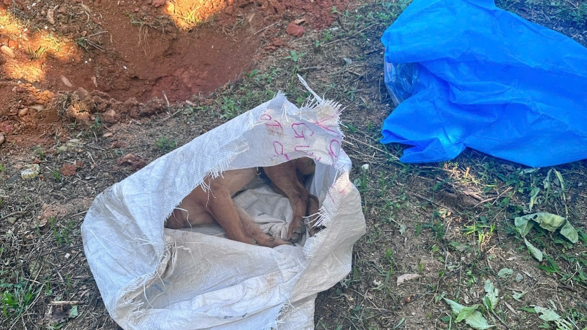 Các mẫu bệnh phẩm đều có kết quả dương tính vi rút Dại ngày 23/02/2026. Ảnh: TTYT khu vực Tiên Phước, Đà Nẵng