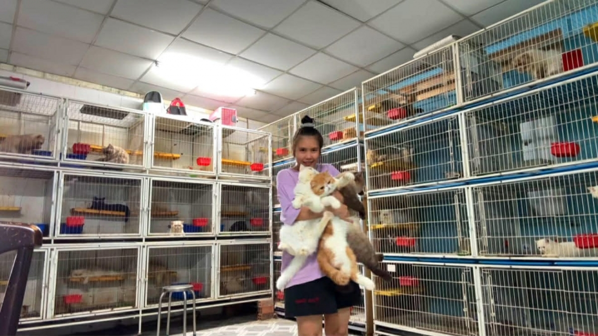 Thanh Tú nuôi nuôi gần 100 mèo cảnh tại nhà. Ảnh NVCC