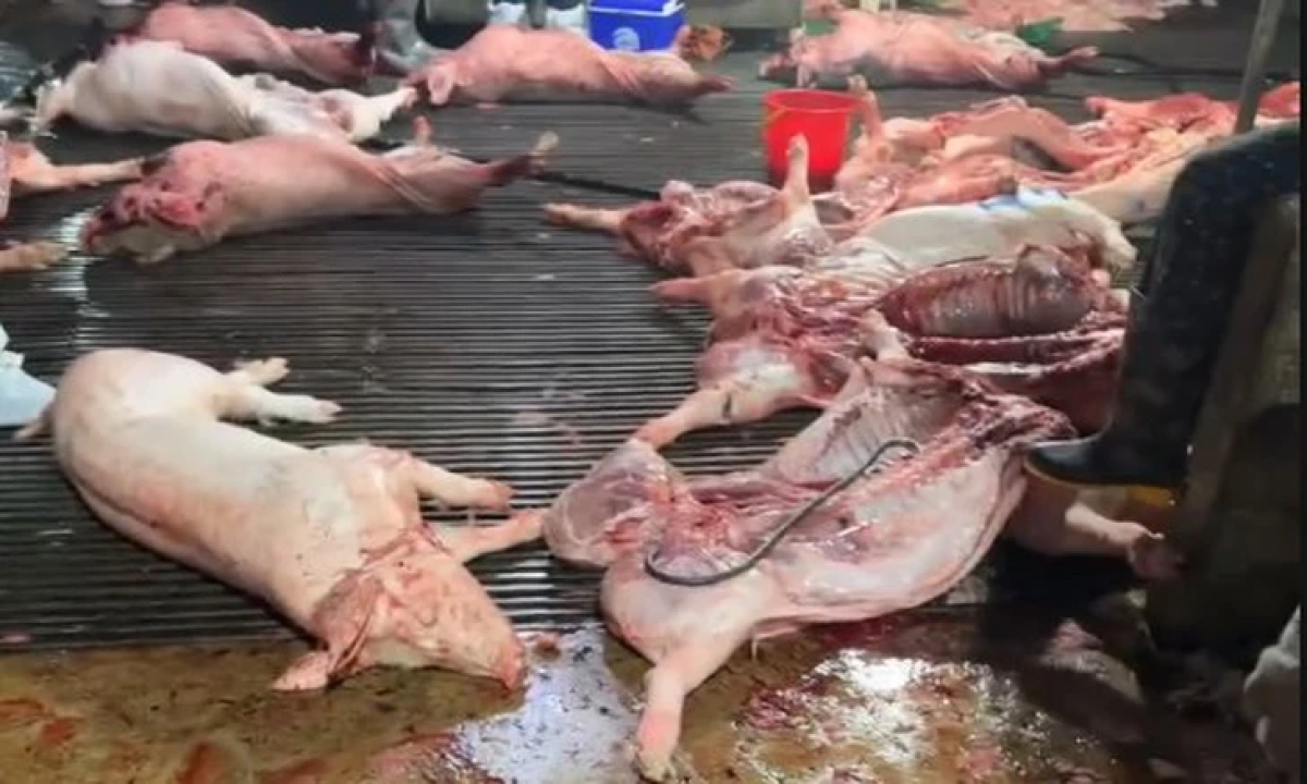 Lợn nhiễm bệnh được giết mổ đem đi tiêu thụ - Ảnh: Công an cung cấp