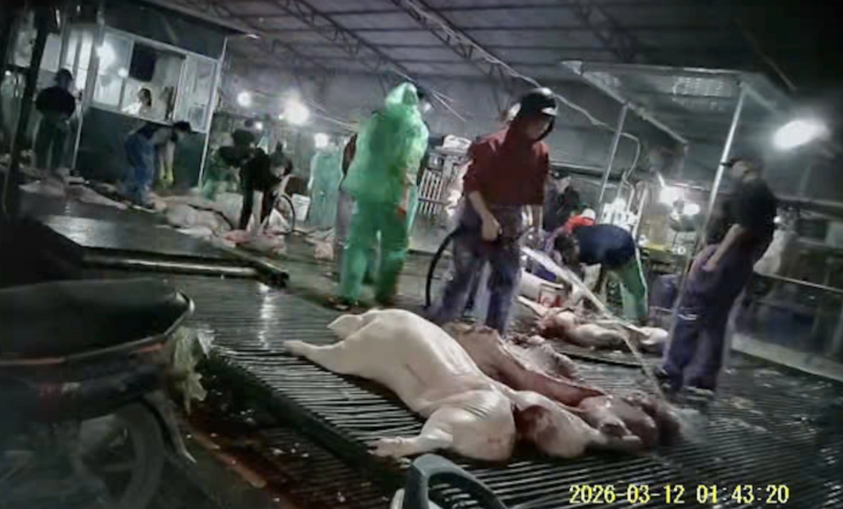 Lợn nghi nhiễm dịch tả châu Phi tại lò giết mổ bị Công an TP Hà Nội phát hiện
(Ảnh: cắt từ clip)