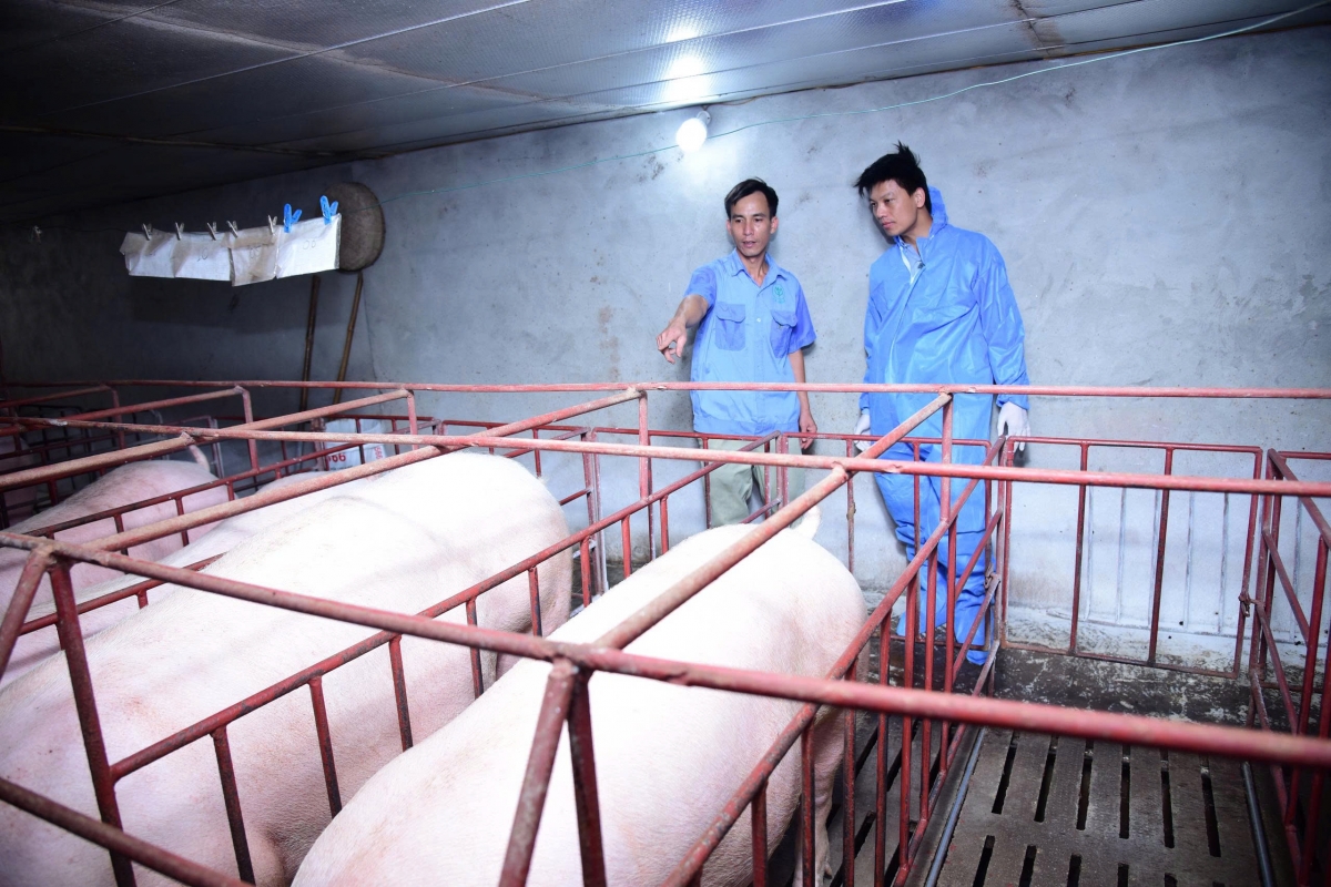 Thời gian đầu đi vào thị trường, phản ứng ban đầu của người chăn nuôi là thận trọng, thậm chí nghi ngờ với vaccine dịch tả lợn châu Phi. Ảnh: AVAC