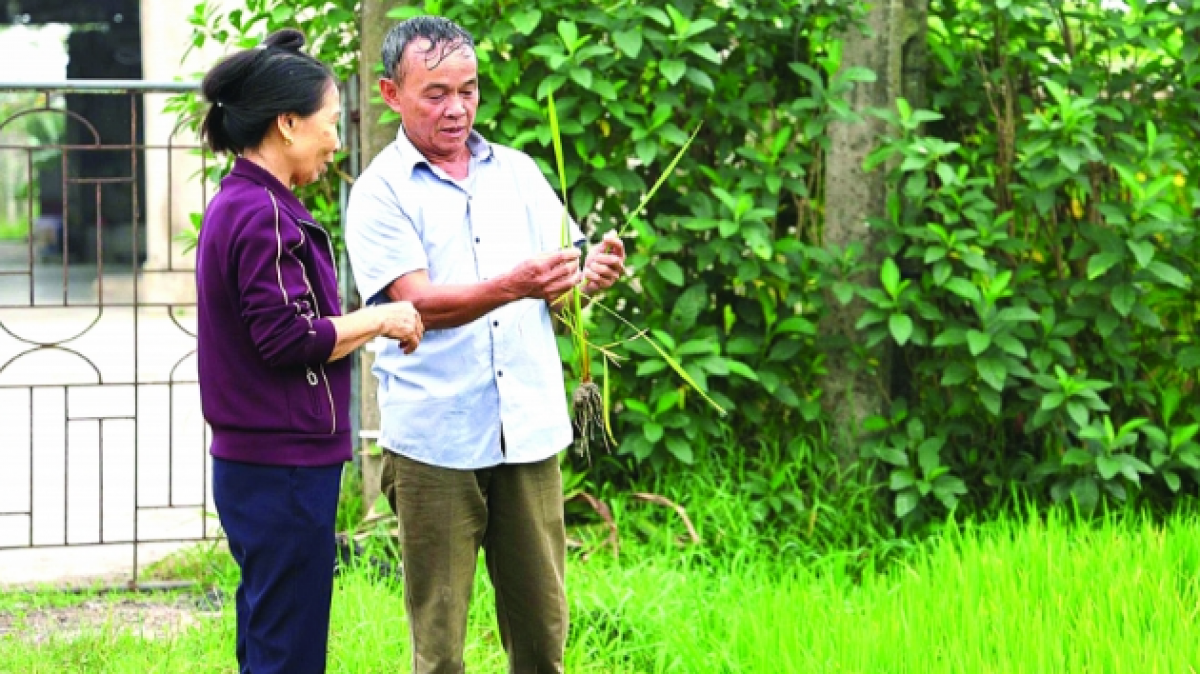 Ông Võ Từ Mậu chia sẻ kinh nghiệm về chăm sóc cây lúa. 