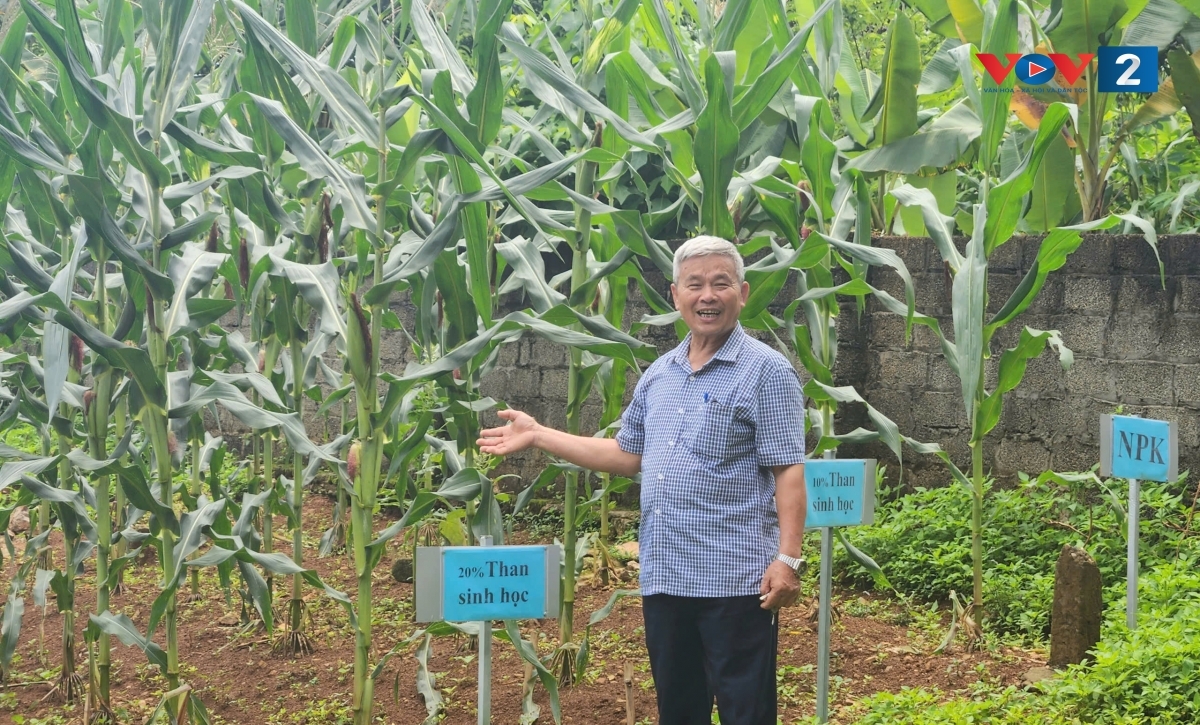 Ông Phạm Xuân Dũng, người cao tuổi tại Phú Thọ chia sẻ về vườn ngô xanh tốt
và niềm vui lao động mỗi ngày.