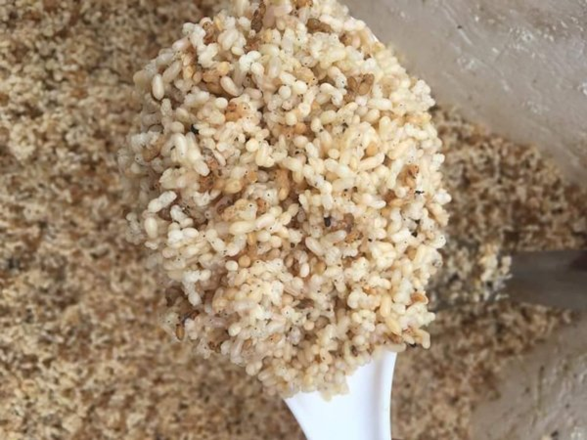 Nhiều món ăn được làm từ trứng kiến gây sốt mạng trong thời gian gần đây. (Ảnh Internet)