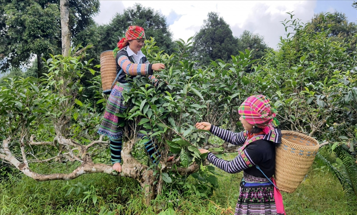 Người Mông ở Suối Giàng thu hái chè Shan tuyết cổ thụ. Ảnh: Báo Vietnamnet