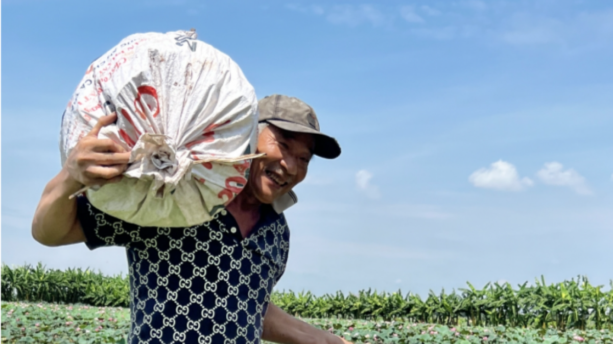 Ông Nguyễn Văn Lương đi thu hoạch đài sen mỗi buổi sáng
