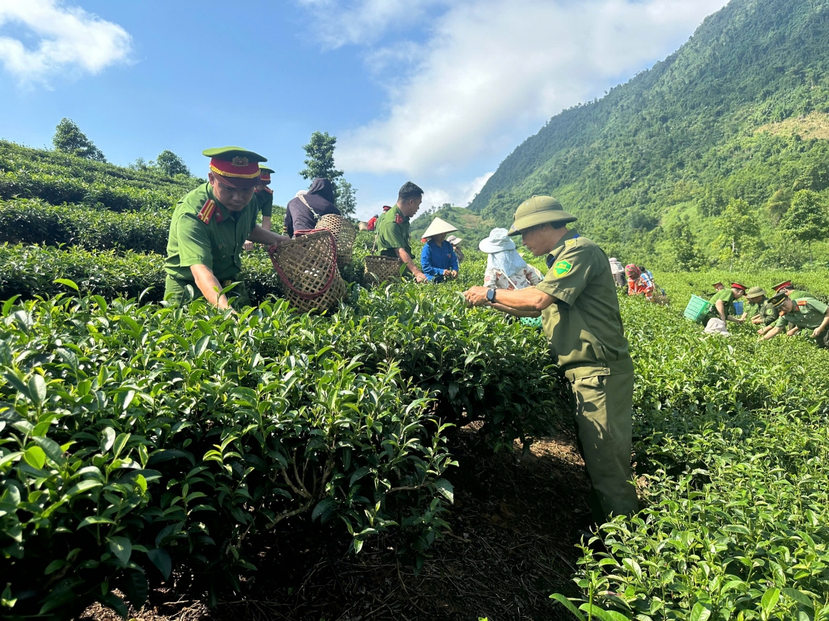 Công an xã tổ chức hoạt động ngày cuối tuần hướng về cơ sở, giúp nhân dân thôn Ải Nam hái chè