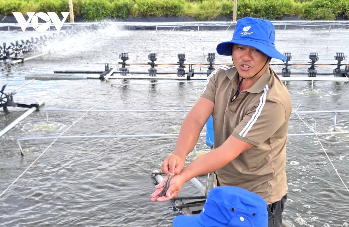 Nuôi tôm đạt kết quả tốt hơn nhờ mô hình chuyển giao từ Sở KH-CN Cà Mau