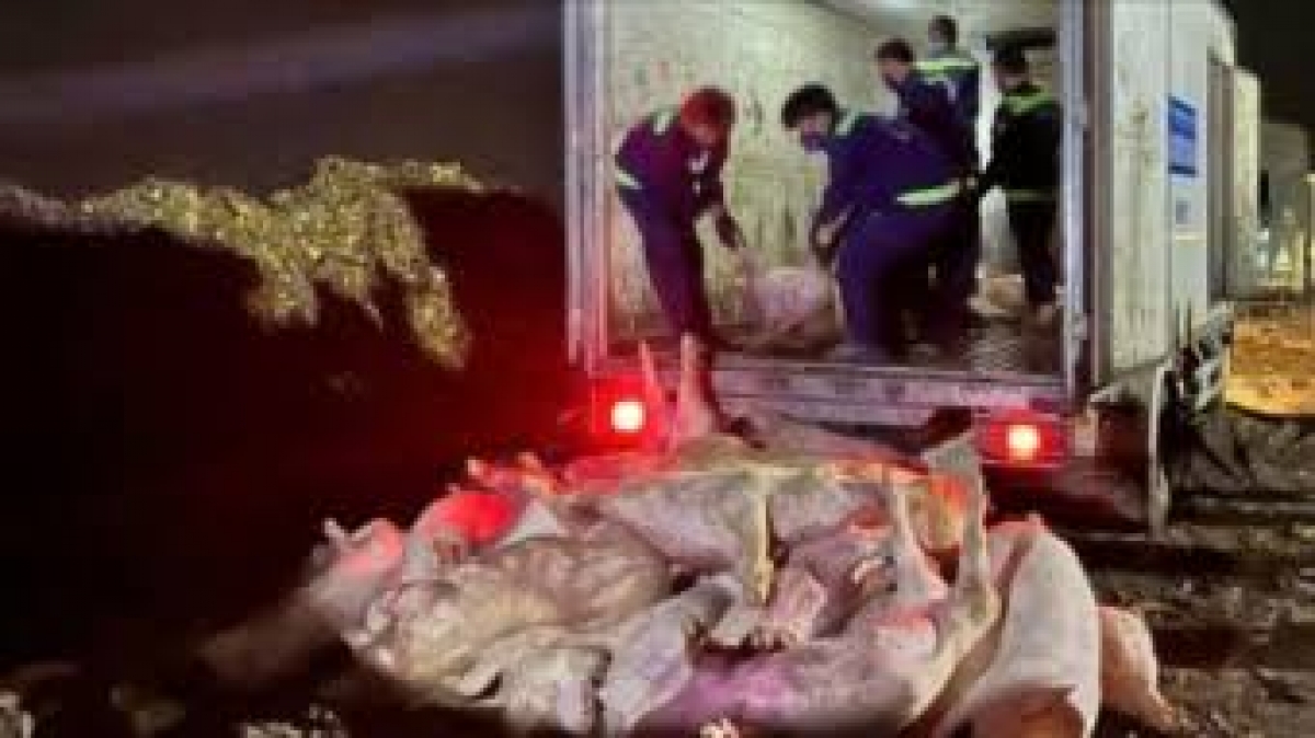Lực lượng chức năng phát hiện một lô hàng lợn nhiễm chất Sabutamol. Nguồn VOV.VN