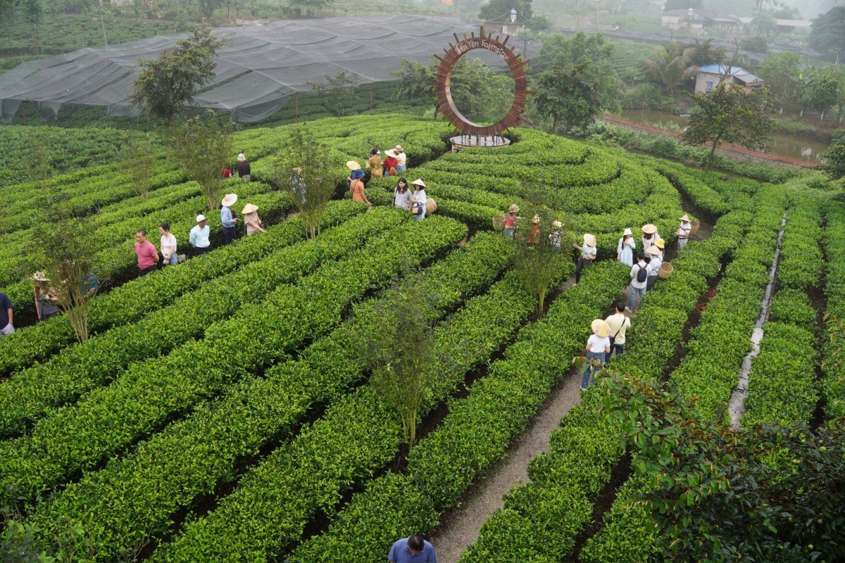 Du khách trải nghiệm hái chè tại Tiến Yên Farmstay (Ảnh: Tiến Yên Farmstay)