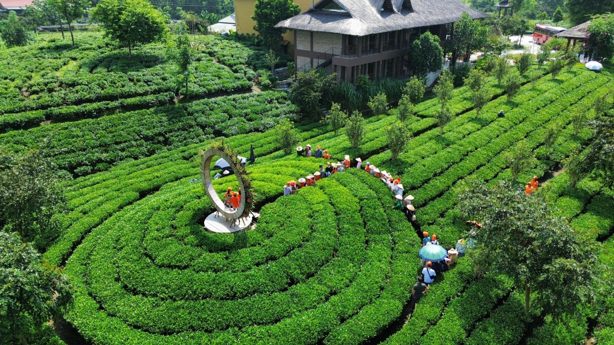 Đồi chè của Tiến Yên Farmstay (xã Tân Cương, tỉnh Thái Nguyên) (Ảnh: Tiến Yên farmstay)