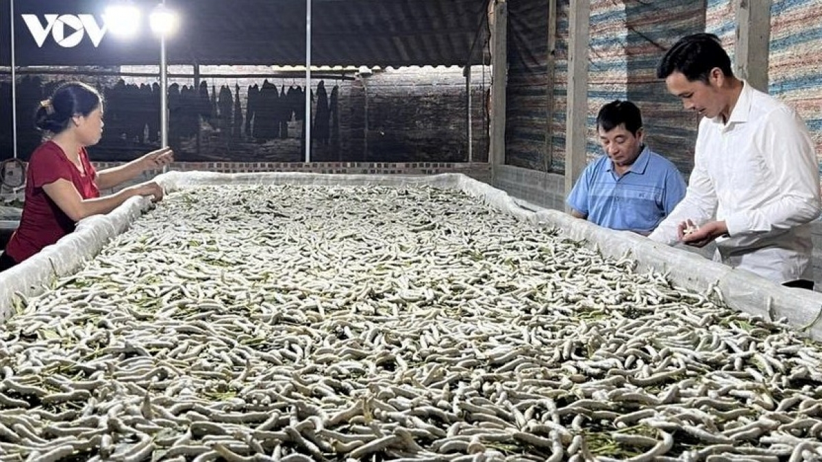 Bà con xã Trấn Yên thoát nghèo nhờ trồng dâu, nuôi tằm. Ảnh: VOV.VN